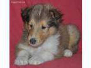 Collie Puppy for sale in Hillsboro, NH, USA