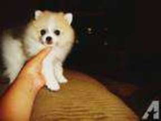 Pomeranian Puppy for sale in MANSFIELD, TX, USA
