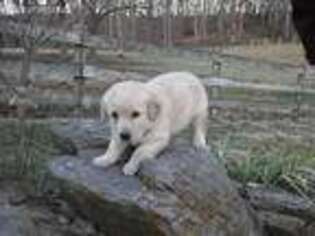 Labradoodle Puppy for sale in Mount Crawford, VA, USA