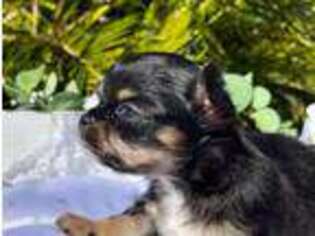 Chihuahua Puppy for sale in Summerfield, FL, USA