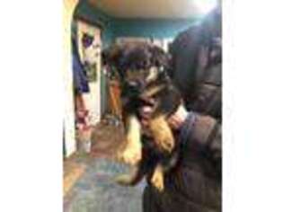 German Shepherd Dog Puppy for sale in Barker, NY, USA
