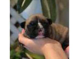French Bulldog Puppy for sale in Oxford, PA, USA