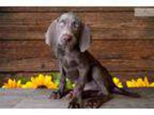 Weimaraner Puppy for sale in Saint George, UT, USA