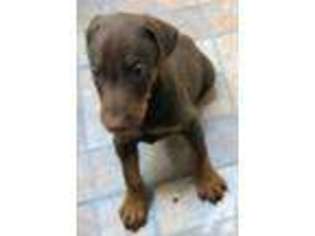 Doberman Pinscher Puppy for sale in TUCSON, AZ, USA