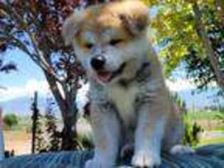Akita Puppy for sale in Payson, UT, USA