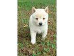 Shiba Inu Puppy for sale in Morrison, TN, USA