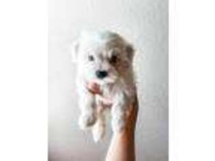 Maltese Puppy for sale in Tampa, FL, USA