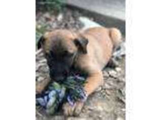 Belgian Malinois Puppy for sale in East Bernstadt, KY, USA
