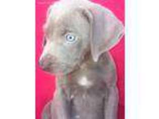 Weimaraner Puppy for sale in La Verne, CA, USA