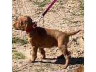 Irish Setter Puppy for sale in Jasper, TX, USA