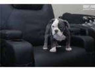 Olde English Bulldogge Puppy for sale in Minneapolis, MN, USA