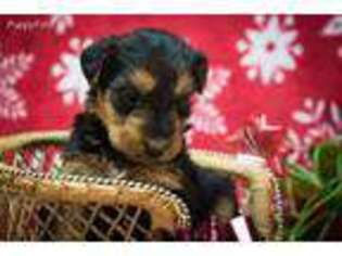 Airedale Terrier Puppy for sale in Bloomfield, IN, USA