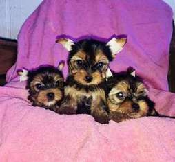 Yorkshire Terrier Puppy for sale in New Braunfels, TX, USA