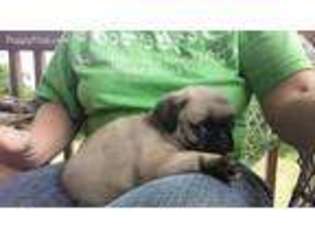 Pug Puppy for sale in Ceres, VA, USA