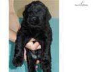 Black Russian Terrier Puppy for sale in Denver, CO, USA