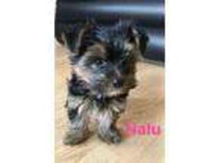 Yorkshire Terrier Puppy for sale in Coventry, RI, USA