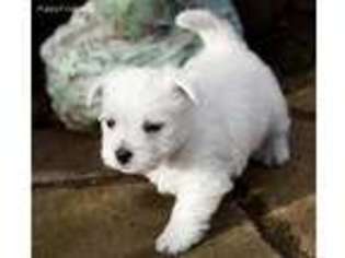 West Highland White Terrier Puppy for sale in Dallas, TX, USA