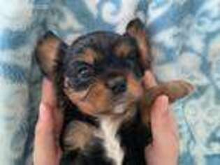 Cavalier King Charles Spaniel Puppy for sale in Palm Beach, FL, USA