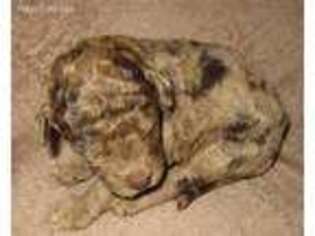 Mutt Puppy for sale in Lincoln, AL, USA