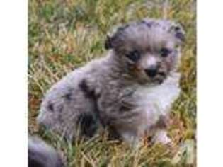 Mutt Puppy for sale in DOYLE, CA, USA