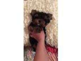 Yorkshire Terrier Puppy for sale in Poplar Grove, IL, USA