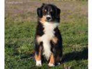 Miniature Australian Shepherd Puppy for sale in Yamhill, OR, USA