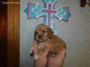 Cockalier Puppy for sale in Poplarville, MS, USA