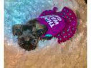 Brussels Griffon Puppy for sale in Tampa, FL, USA
