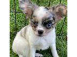 Chihuahua Puppy for sale in Sheboygan, WI, USA