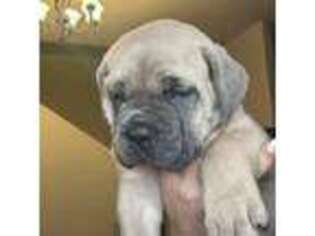 Cane Corso Puppy for sale in Washougal, WA, USA