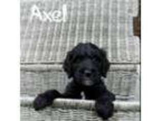 Goldendoodle Puppy for sale in Richland, MS, USA