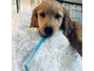 Golden Retriever Puppy for sale in Pittsburg, CA, USA