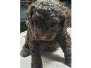 Labradoodle Puppy for sale in Cincinnati, OH, USA