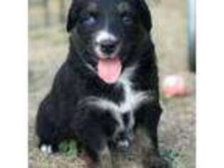 Australian Shepherd Puppy for sale in Stacy, MN, USA