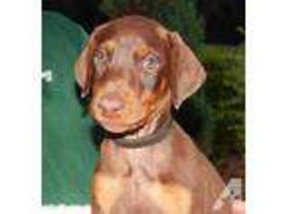 Doberman Pinscher Puppy for sale in HILLSBOROUGH, NC, USA