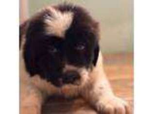 Newfoundland Puppy for sale in Conroe, TX, USA