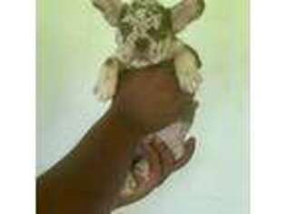 French Bulldog Puppy for sale in Moss Point, MS, USA