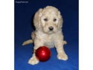 Goldendoodle Puppy for sale in Seville, OH, USA