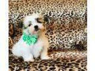 Mal-Shi Puppy for sale in Fort Worth, TX, USA