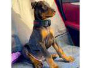 Doberman Pinscher Puppy for sale in Acton, ME, USA