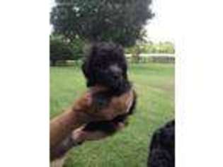 Labradoodle Puppy for sale in Groveton, TX, USA