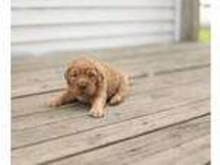 Golden Retriever Puppy for sale in Arcola, IL, USA