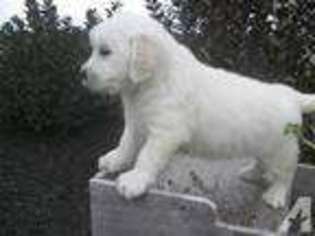 Golden Retriever Puppy for sale in GALION, OH, USA