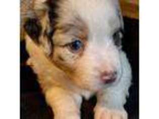 Australian Shepherd Puppy for sale in Conroe, TX, USA