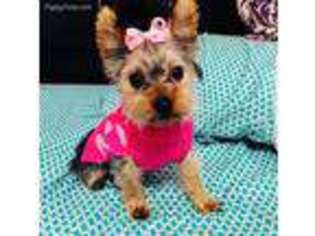 Yorkshire Terrier Puppy for sale in Spencer, MA, USA