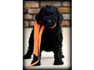 Labradoodle Puppy for sale in Greenbrier, AR, USA