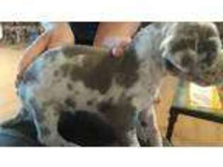 Great Dane Puppy for sale in Goose Creek, SC, USA
