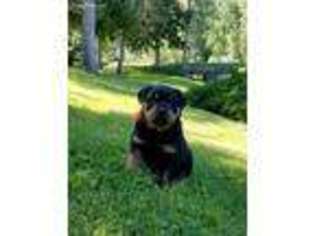 Rottweiler Puppy for sale in Entiat, WA, USA