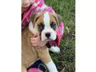 Boxer Puppy for sale in Morris, IL, USA