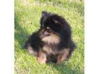 Pomeranian Puppy for sale in Peerless, MT, USA